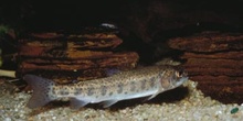 Trucha (Salmo trutta)