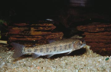 Trucha (Salmo trutta)
