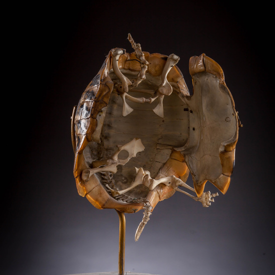 IES_SANISIDRO_MUSEO_Zoolgía_031