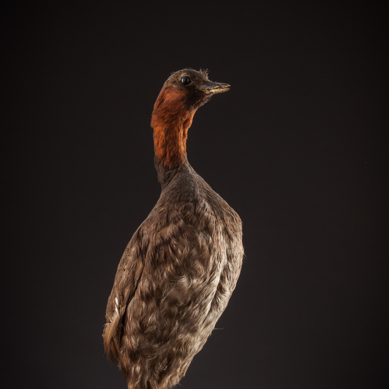 IES_SANISIDRO_BIOLOGIA_411