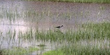 Cigüeñuela (Himantopus bimantopus)