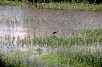 Cigüeñuela (Himantopus bimantopus)