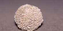 Pseudofavosites stylifer (Coral) Pérmico