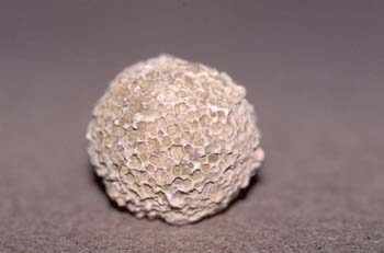 Pseudofavosites stylifer (Coral) Pérmico