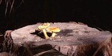 Pholiota penetrans