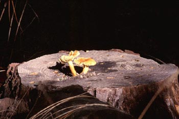 Pholiota penetrans