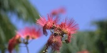 Acacia de Persia - Flor (Albizia julibrissin)
