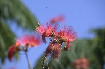 Acacia de Persia - Flor (Albizia julibrissin)