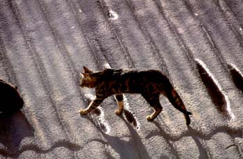 Gato doméstico (Felix catus)
