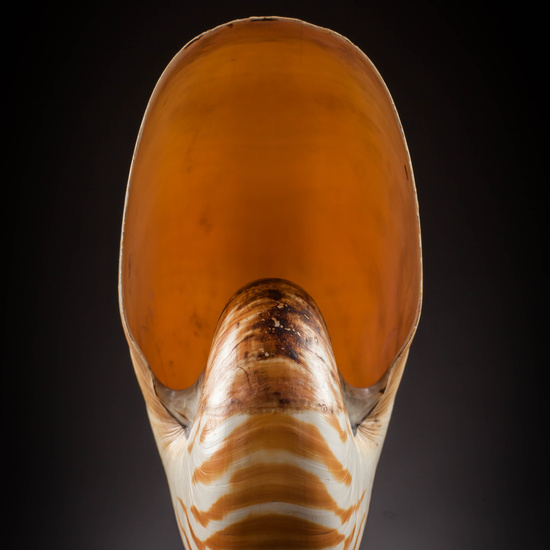 IES_SANISIDRO_MUSEO_Zoolgía_065