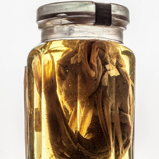 IES_SANISIDRO_MUSEO_BOTES_020