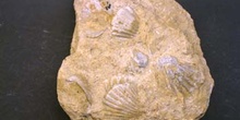 Bivalvos en Caliza fosilífera-Lumaquela Cretácico