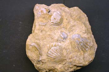 Bivalvos en Caliza fosilífera-Lumaquela Cretácico