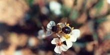 Abeja de la miel (Apis mellifera)