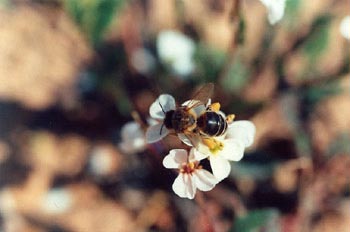 Abeja de la miel (Apis mellifera)