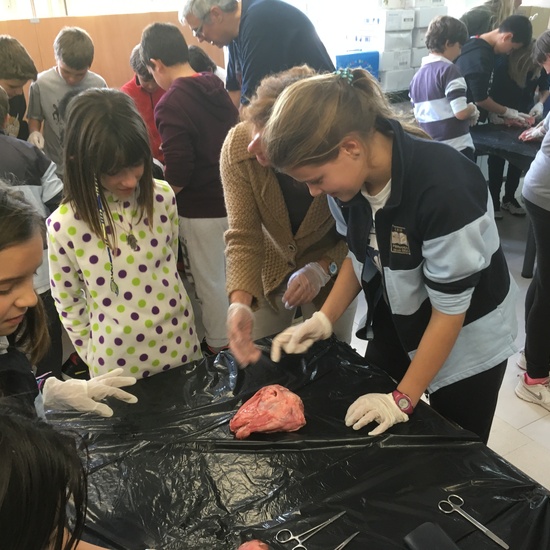 2016-11-09_DISECCION OJO CORDERO (2)