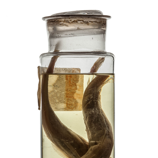 IES_RAMIRODEMAEZTU_BIOLOGIA_080