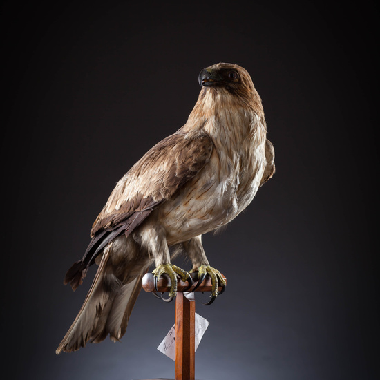 IES_SANISIDRO_MUSEO_Aves_065