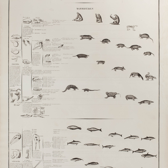 IES_CARDENALCISNEROS_ZOOLOGIA_I_LAMINAS_011