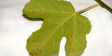 Hoja de higuera