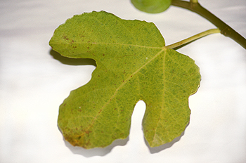 Hoja de higuera