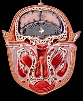Sección superior boca