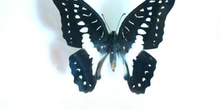 Graphium meyeri meyeri (Islas Célebes)