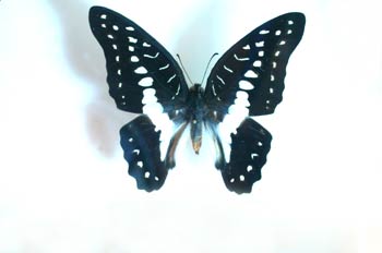 Graphium meyeri meyeri (Islas Célebes)