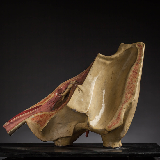 IES_CARDENALCISNEROS_ANATOMIA_MODELOS_042