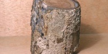Xilópalo-Madera Fósil (Angiosperma) Cretácico