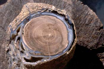 Xilópalo-Madera Fósil (Angiosperma) Cretácico