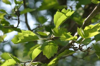 Acerolo rojo (Crataegus mollis)