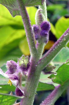 Brotes del fruto de la naranjilla, Solanum quitoense, Ecuador