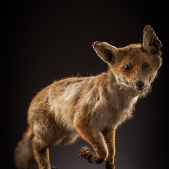 IES_CERVANTES_BIOLOGIA_063