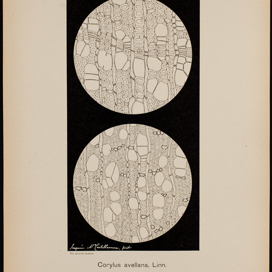 IES_CARDENALCISNEROS_BOTÁNICA_II_LÁMINAS_051