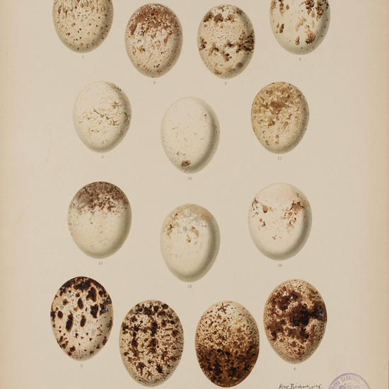 IES_CARDENALCISNEROS_AVES_LAMINAS_212