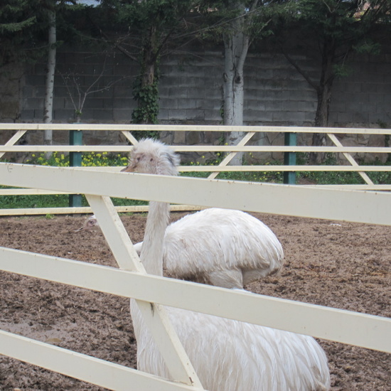 Granja Escuela Educación Infantil Curso 2017-18_2 40