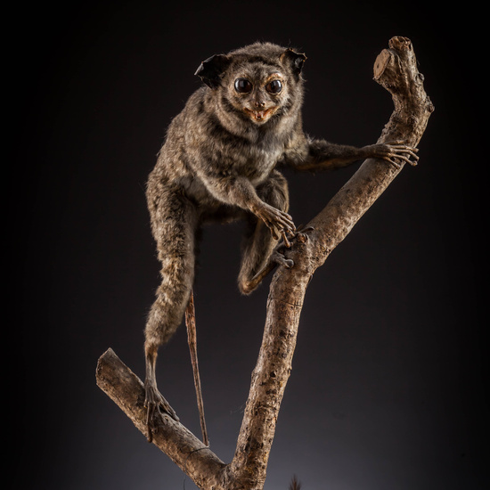 IES_SANISIDRO_MUSEO_Zoolgía_012