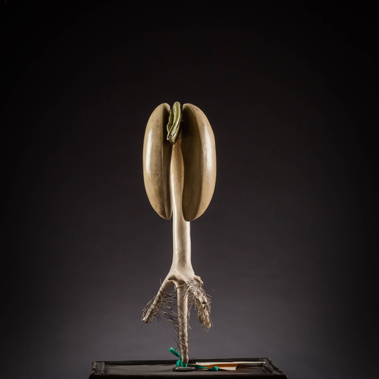 IES_SANISIDRO_MUSEO_Botanica_026