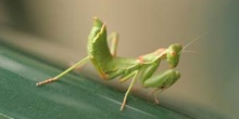 Mantis jóven (Mantis religiosa)
