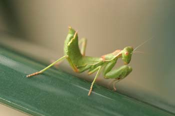Mantis jóven (Mantis religiosa)