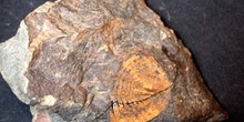 Nobiliasaphus nobilis (Trilobites) Ordovícico