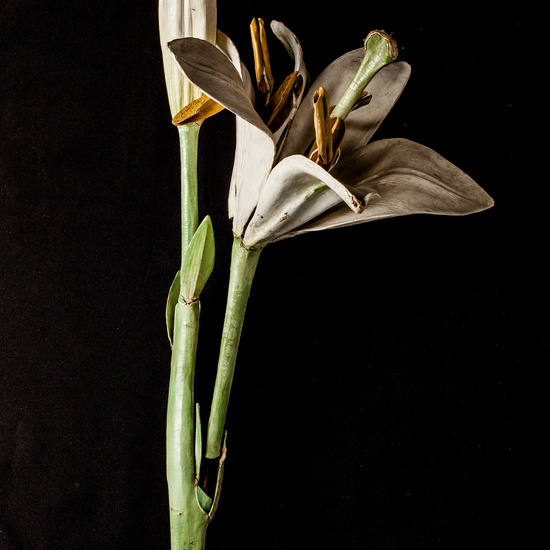 IES_ISABELLACATOLICA_BIOLOGIA_011