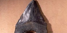 Carcharodon megalodón - diente tiburón gigante (Pez) Mioceno