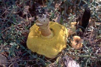 Boleto bayo (Xerocomus badius)