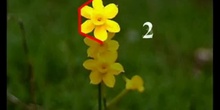 La naturaleza y la geometría (Flor polig 1 ESO)
