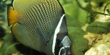 Pez mariposa (Chaetodon collare)