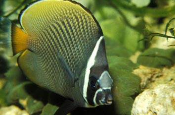 Pez mariposa (Chaetodon collare)