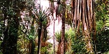 árboles y flora típica de los bosques del valle de Baliem, Irian
