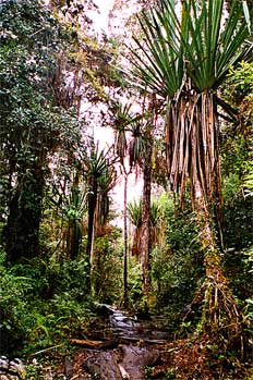 árboles y flora típica de los bosques del valle de Baliem, Irian